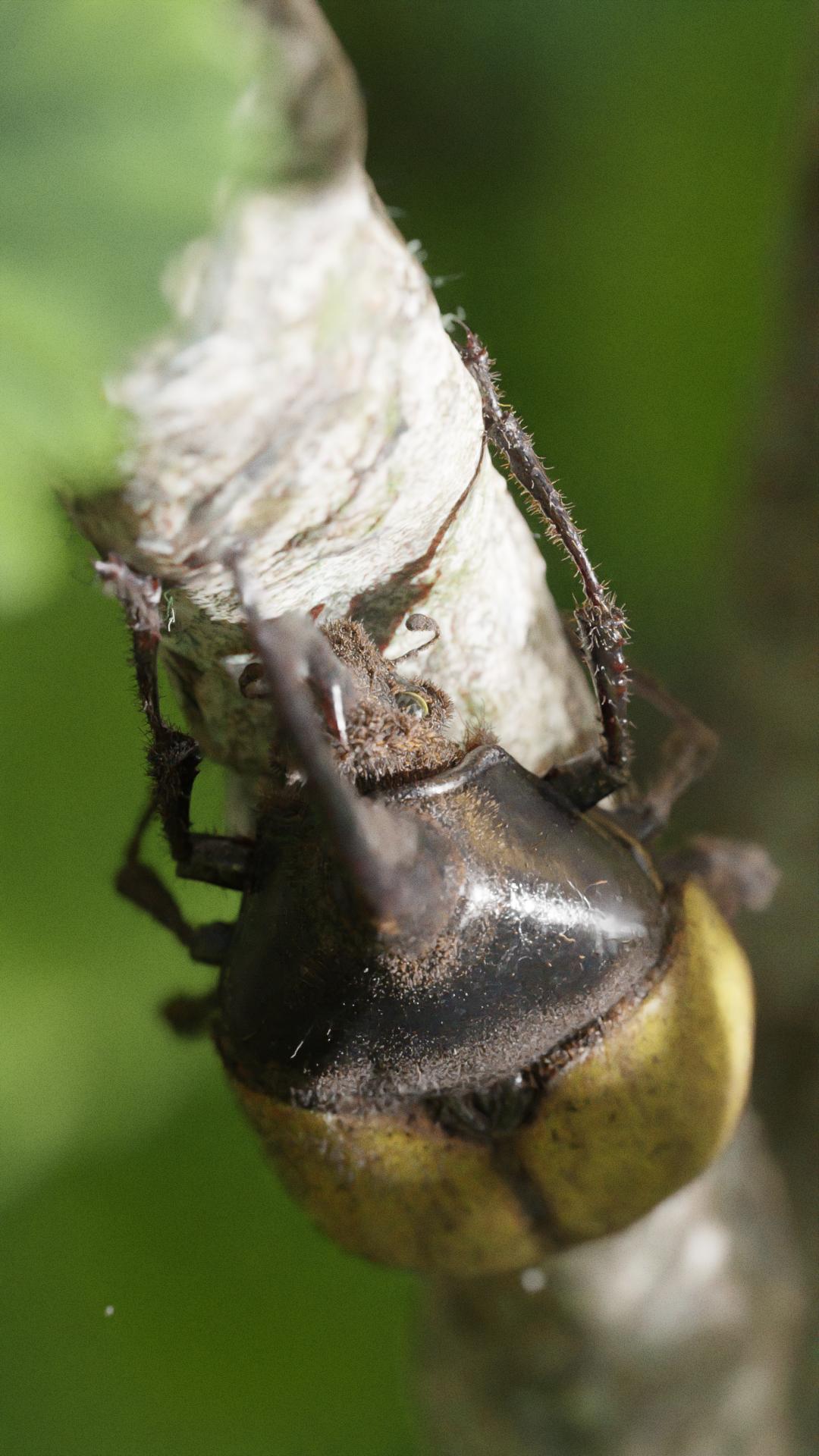 20230121 HerculeBeetle Top Final