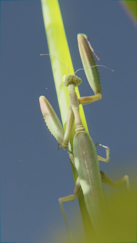 20230220_Mantis_Still_Back_Final