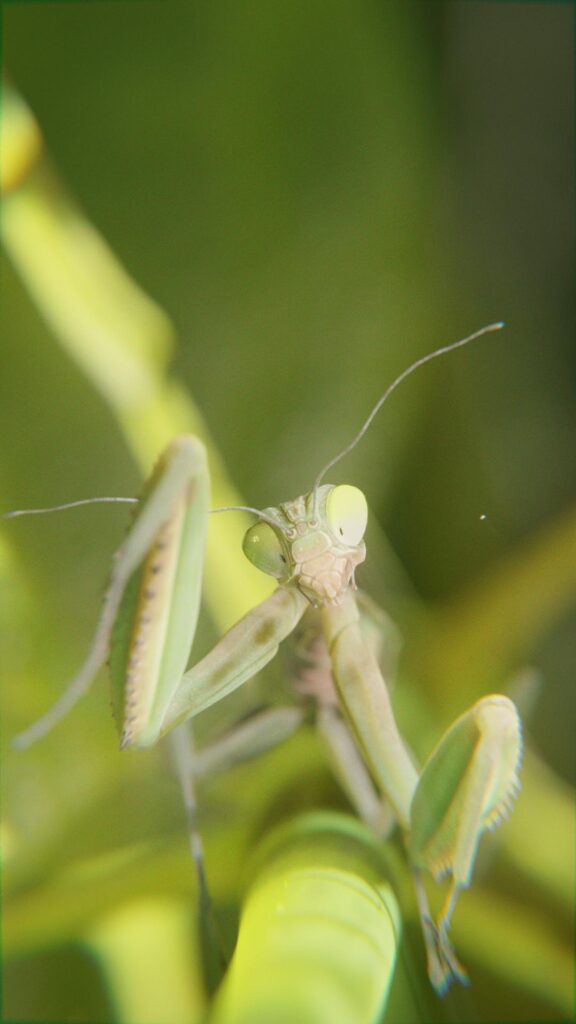 20230220_Mantis_Still_Head_Final